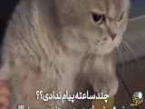 باحال خوب سرحال baby cat cutie pie