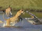 Male Lion Saves Cubs From Crocodile Attack...The Fight for Survival