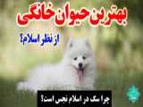 کارولینای خردل دلوسه