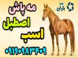 اجاره کلبه رستوران اسباب‌بازی ماسال | کلبه جنگلی میلاد