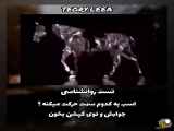 آیا اسب ها به عقب حرکت می کنند یا به جلو؟