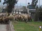 تصادف خودرو با گله گوسفند در منطقه روستای ژارئاوا