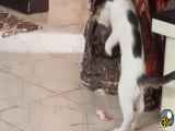 بازی موش و گربه بین دو داداش