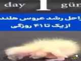مراحل زیبای رشد گل زنبق هلندی