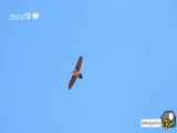 پرواز هوایی شادمان بالاتر از آسمان!