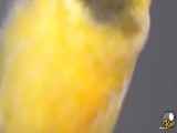 این پرنده خوش صدا است