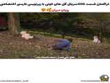 فراهم کردن زیرنویس فارسی قسمت 406 سریال ترکی گل های خونی