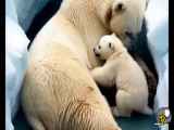 بچه خرس قطبی که برای نجات مادرش ...