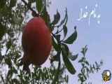 تبریک آهنگ شب یلدا 1403