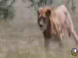 فیلم جنگ شیر و پلنگ
