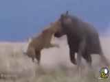حمله اسب آبی به شیر