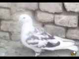 این اهنگ و عکس ها چه زیبا هستند