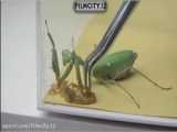 مبارزه با سوسک و موش - Fight cockroaches and mice