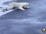 تماشای عبور خرس قطبی از یخ های نازک در فیلم