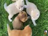 بازی موبایل گربه های خوشگل