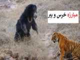 تصویر زیبای نجات خرس قطبی باردار
