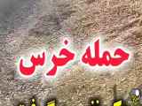 ویدیو حمله انسان به خرس