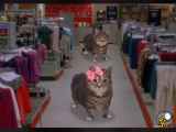 ویدیو عاشقانه عی عی عا