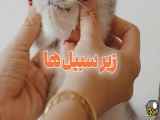 گربه‌ها دوست دارند ناز کنید