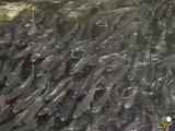 چقدر ماهی در خیابان؟