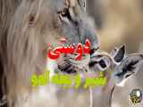 دوستی بین یک شیر و بچه آهو