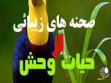 صحنه های زیبایی از حیات وحش حیوانات در طبیعت