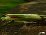 خوراک بچه ها به طوطی دادن