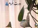 فیلم عاشقانه احساسی