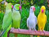طوطی هوشمند و زیبای عروس هلندی