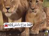 عشق، به اندازه یک کلام 405امین