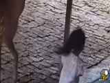حمله یک اهو به بچه