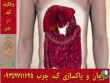 افزایش چربی کبد و روش‌های درمان و پاکسازی آن
