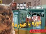  پینات کپشن: داستان من و گربه‌ام 