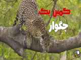کمین یک جگوار یا یوزپلنگ