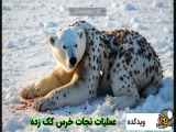 مواجهه خرس ها با خون آشام های کوچک