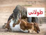 بقا به عنوان یک مستند
