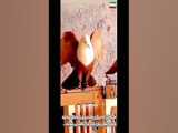 قفس چوبی برای پرنده