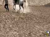 تجربه های شگفت انگیز اسب سواری