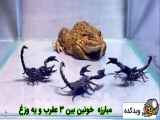 زمانی که عقرب ها وزغه را به چالش میکشند! | مبارزه خارق العاده بین حشرات