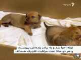 توله‌ی به دامپزشک رفته