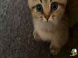 بچه گربه خیلی زیباست و اخیرا به خانه آورده ام