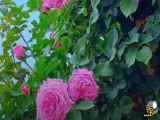 کلیپ شاد و عاشقانه جدید مناسب برای استوری
