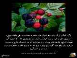 تمشک، بیماری و اهمیت سلامت