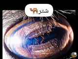 عکس‌های زیبا و نزدیک از چشم حیوانات