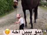صفحه اسب محبوب