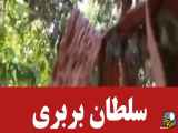 سلطان بربری به دستگیری رسید!
