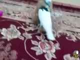 گزارش اختصاصی: ماجرای کبوتر و سگ در دریا
