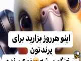 صدای ازدواج عروس هلندی