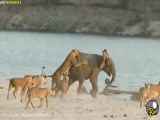 حیات وحش || گله شیر ها به شکار فیل می‌روند