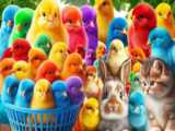 دوستی بین حیوانات: گربه و خرگوش با مرغ و خروس